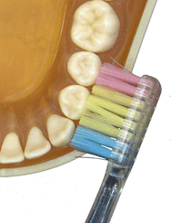 正しい歯の磨き方　高崎