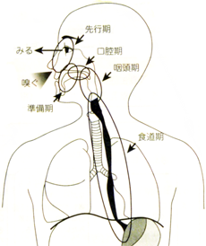 高崎　摂食・嚥下治療