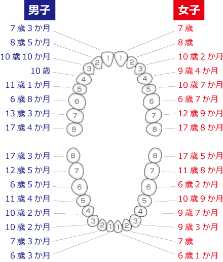 高崎　歯の生える順番